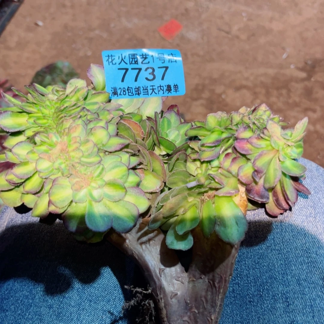 抹茶缀7737多肉植物