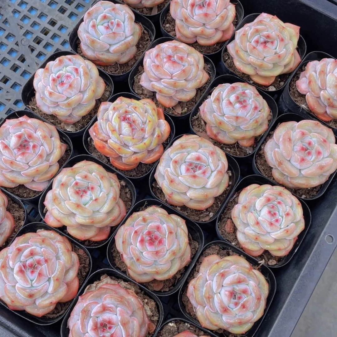 量拍3号紫皮石榴籽星影单头两个