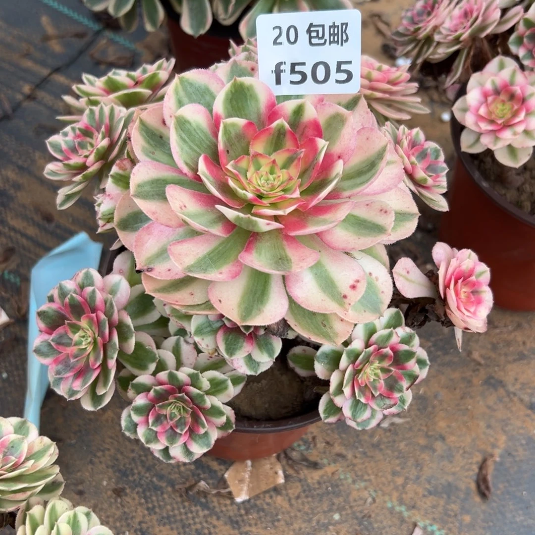 505倾城，多肉法师