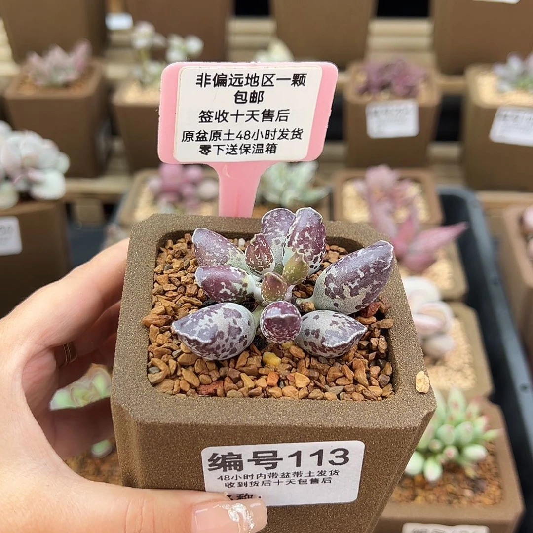 113二代紫肌海豹多肉植物