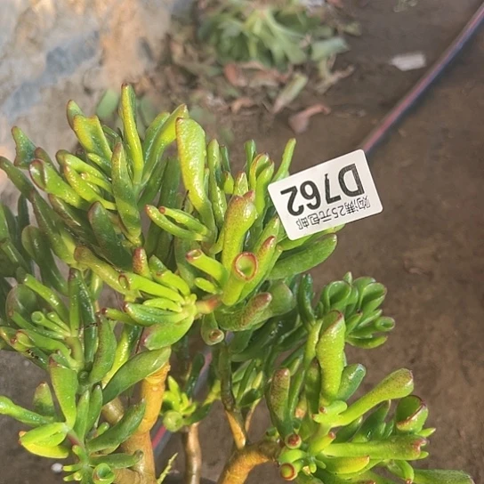 z****）多肉植物一个