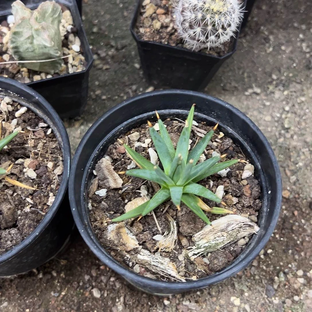 T***a棉花糖生长发育良好植物