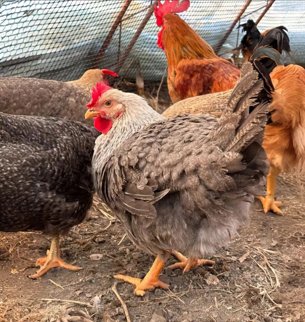 自家老母鸡炖汤母鸡（不带鸡心鸡肝鸡胗）