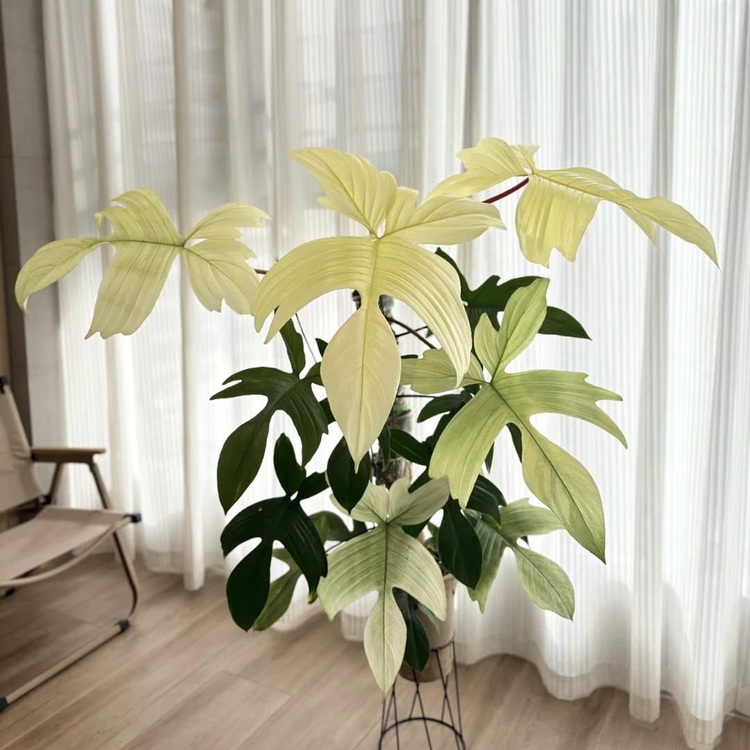幽灵飞机蔓绿绒室内观叶绿植盆栽叶型飘逸耐看好养