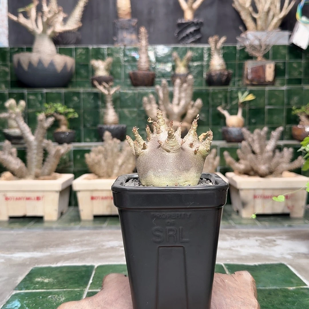 红陶哥斯拉沙漠玫瑰 一物一拍