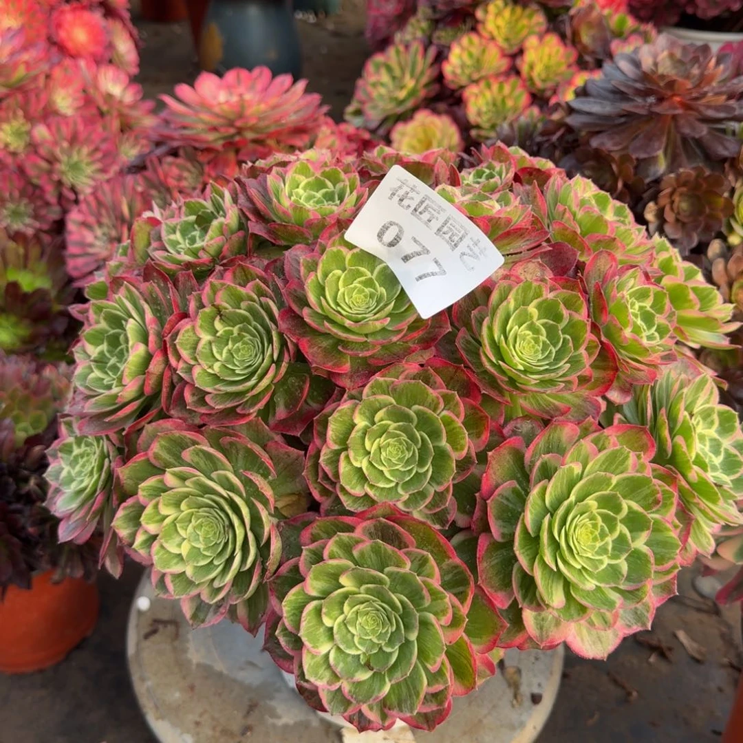 懂*多肉植物077万彩灯