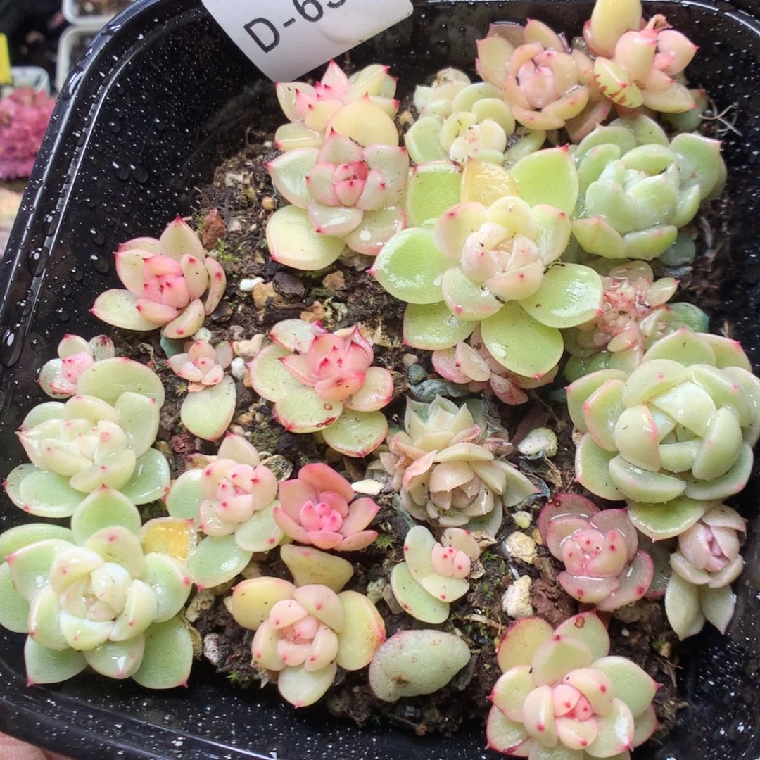 无花朵D65。yyyyyyyyyy