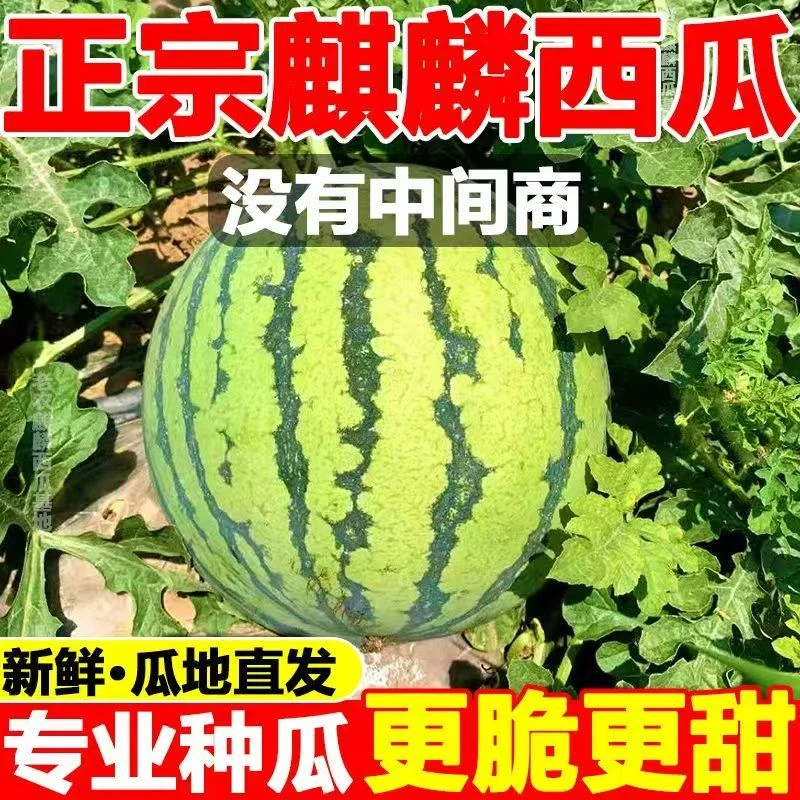 内蒙古麒麟西瓜  现摘新鲜水果薄皮西瓜爆汁甜瓜