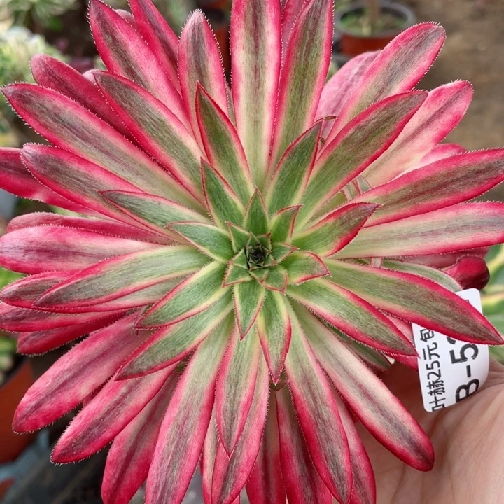 532朱雀多肉12345678