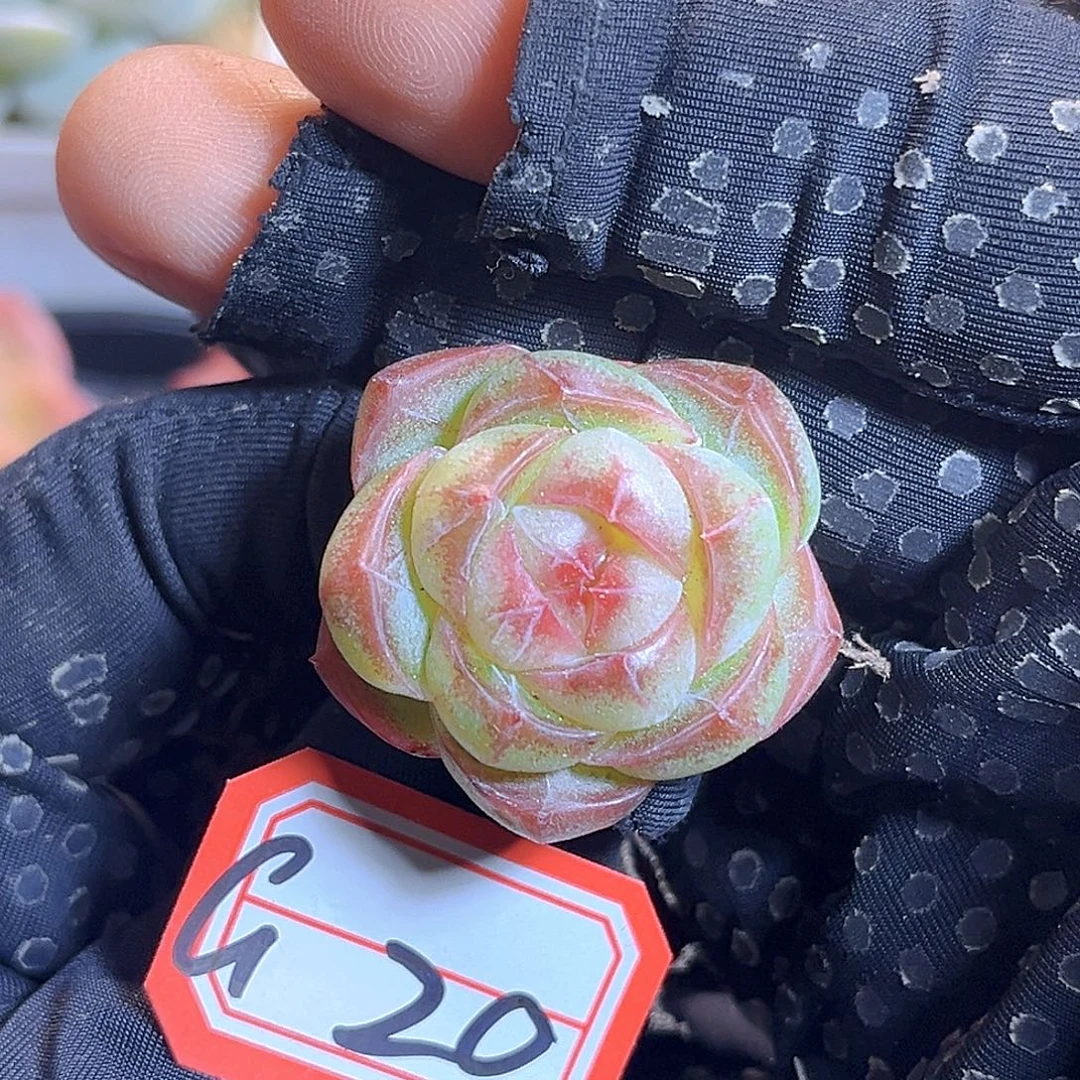 G20 一物一拍 珍妮孤品