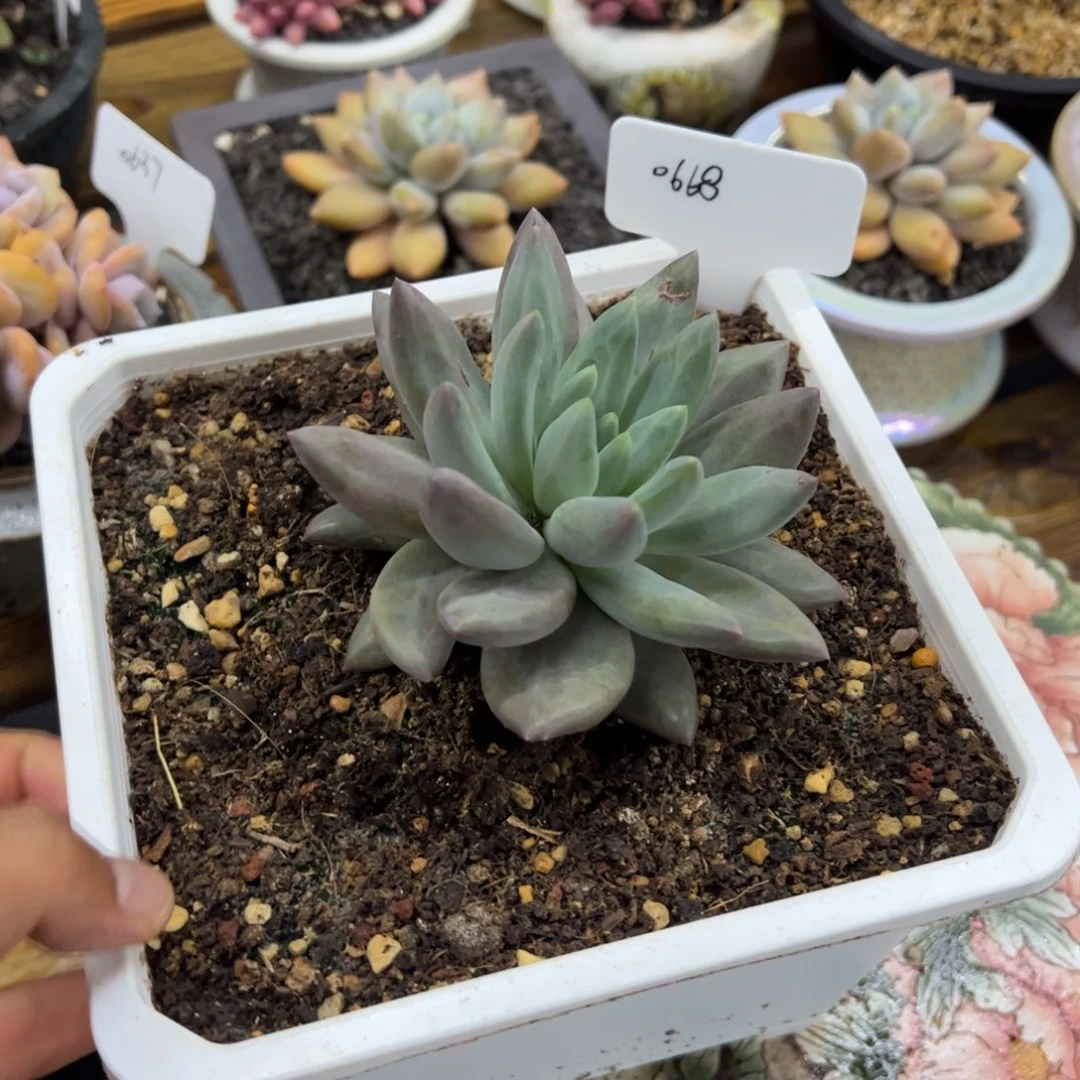 水晶球满68包邮0668