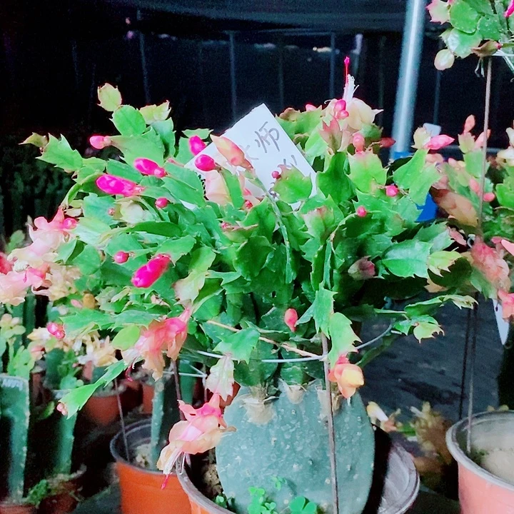 鲁***师无花朵仙人掌嫁接一物一拍