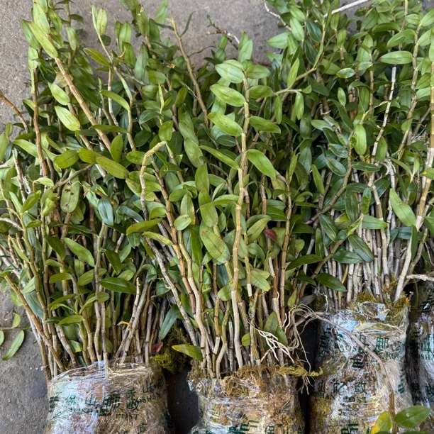 云南腾冲铁皮石斛仿野滇桂珍贵草本植物可食种植观赏花卉