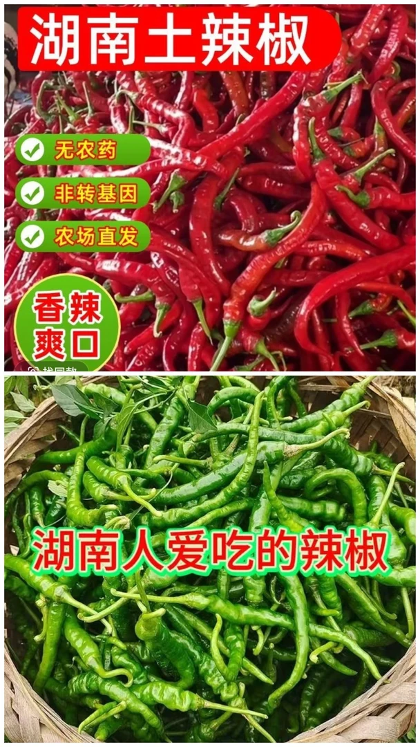 湖南农家自种新鲜红辣椒青辣椒中微辣现摘现发可做剁椒