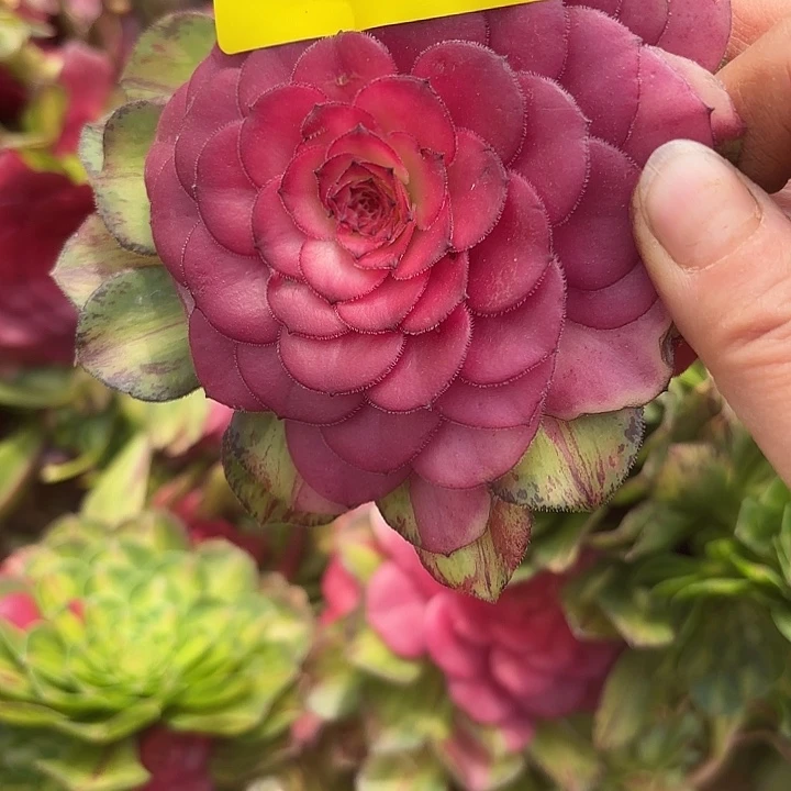 多肉植物福利043