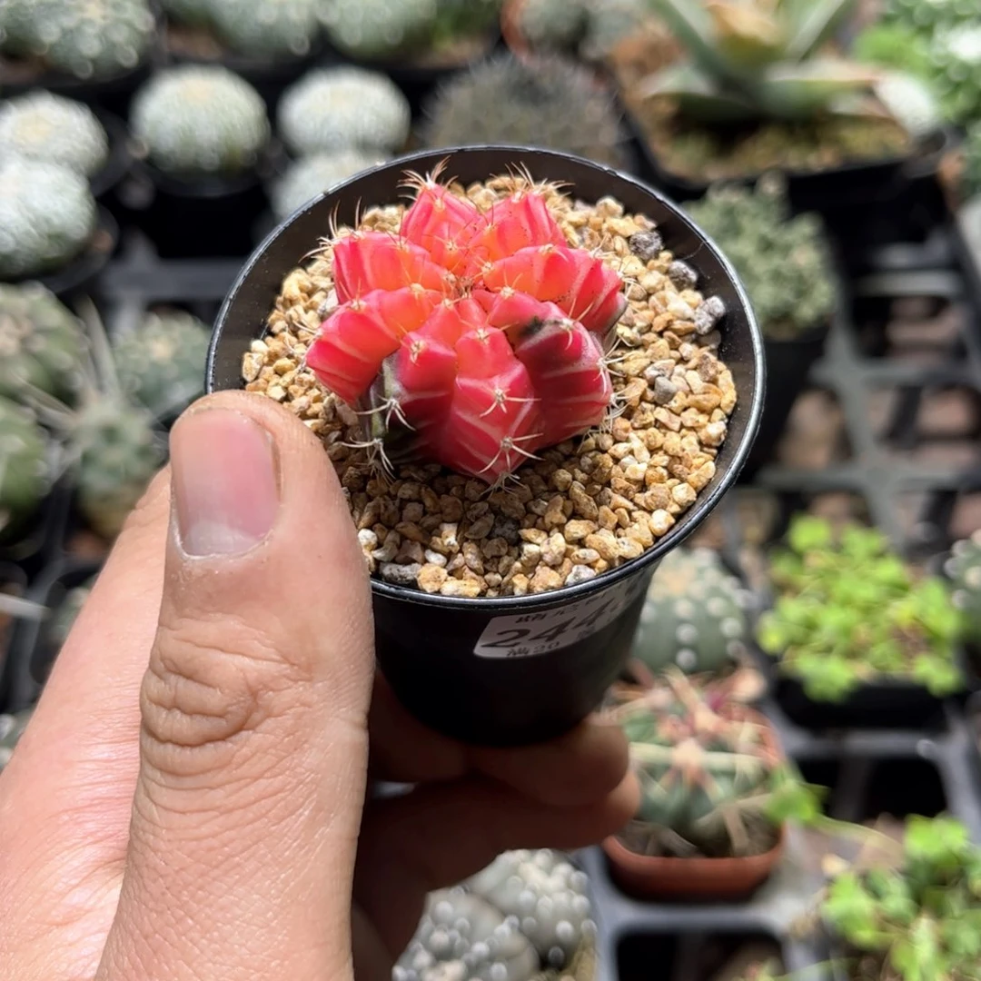 24487一物一拍单头发货