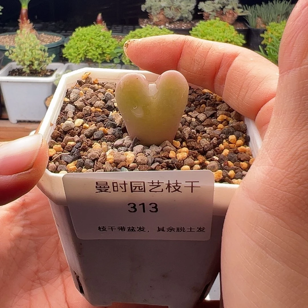 慢**李313号将杂11.8多肉