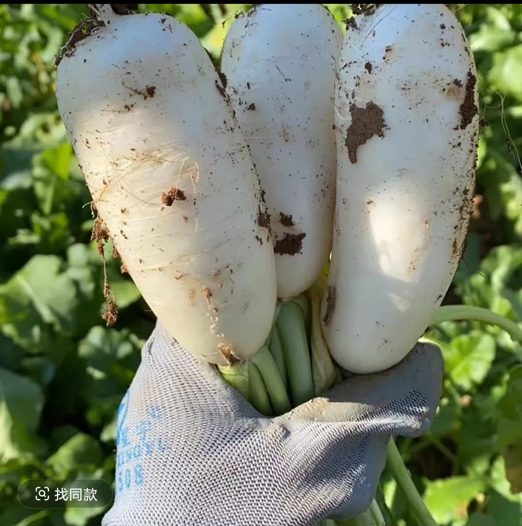 湖北长阳高山白玉萝卜脆甜多汁新鲜白萝卜脆甜多汁可生吃可做菜1