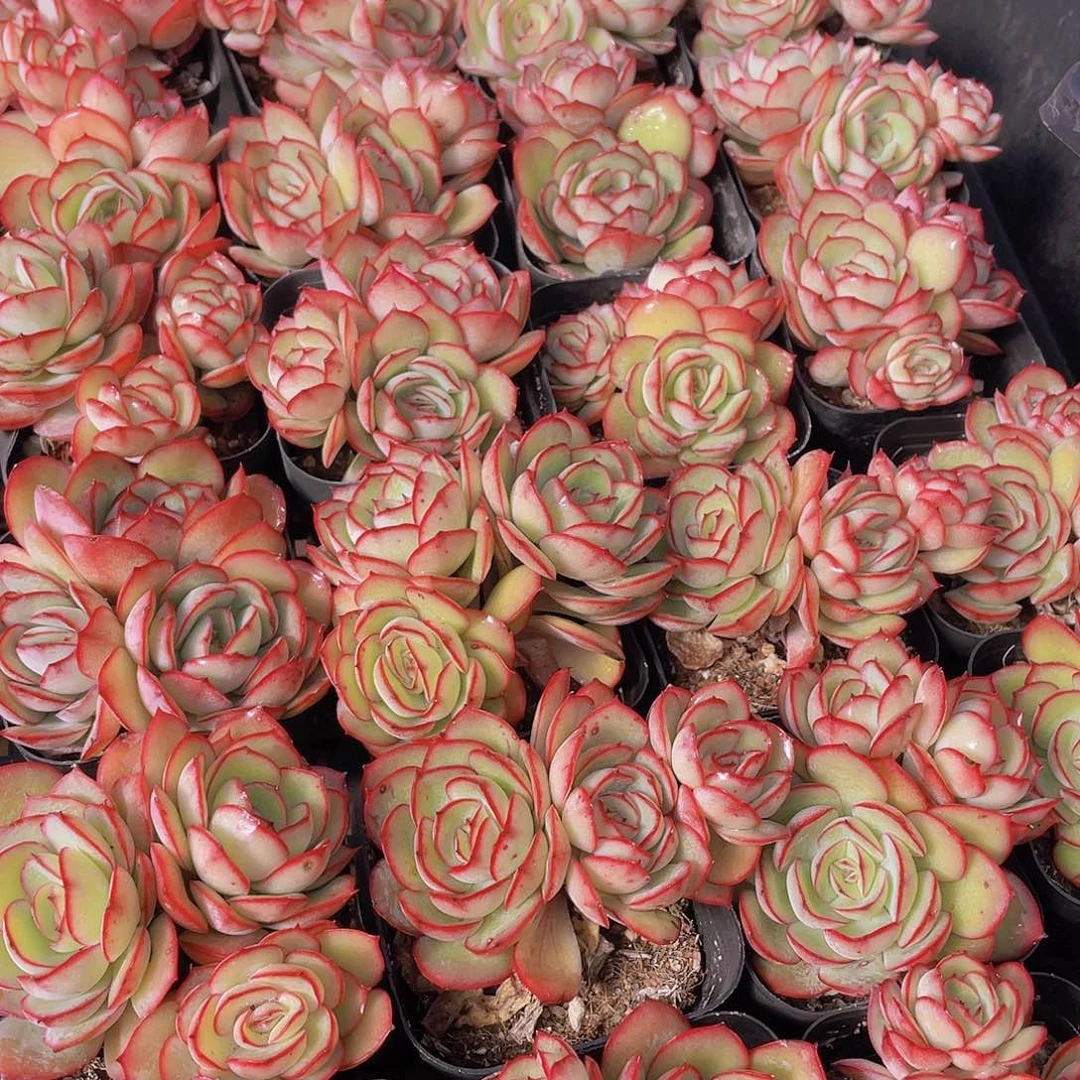 量拍150号 牡丹亭群生一个