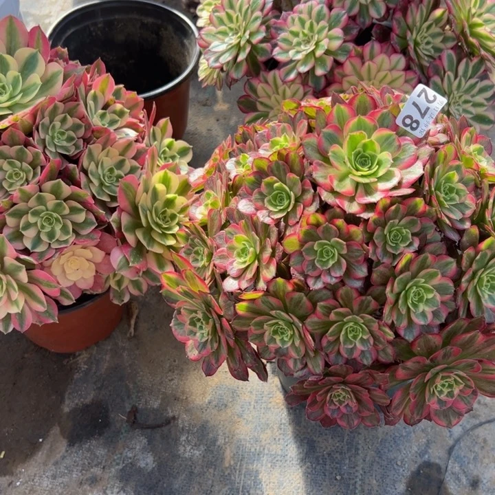 小**迹三颗粉女巫安娜红铜白278