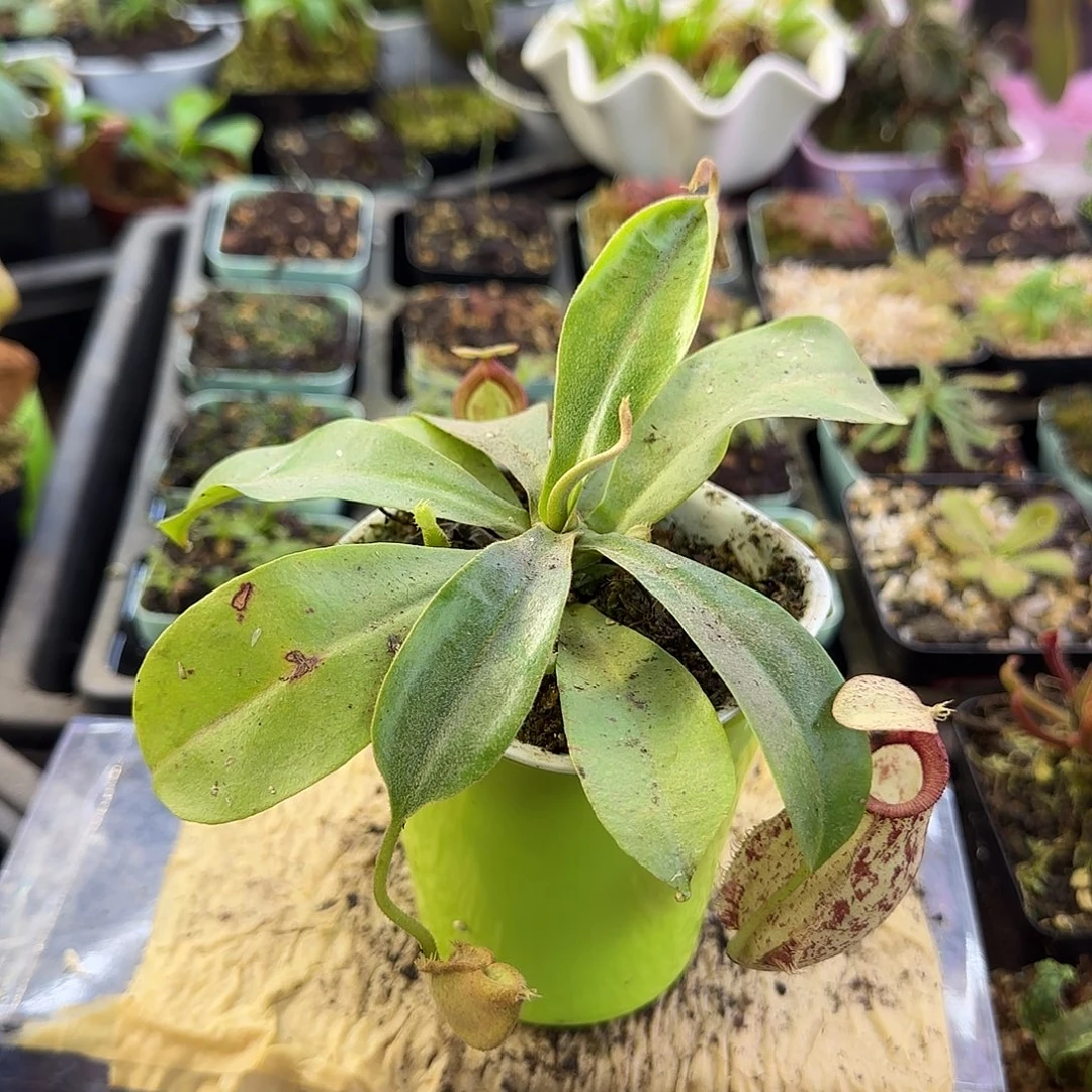 无花朵虎克猪笼草