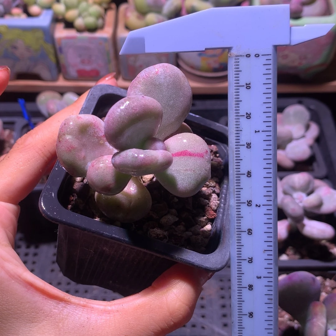 韩国黄油精品韩国奶酪多肉