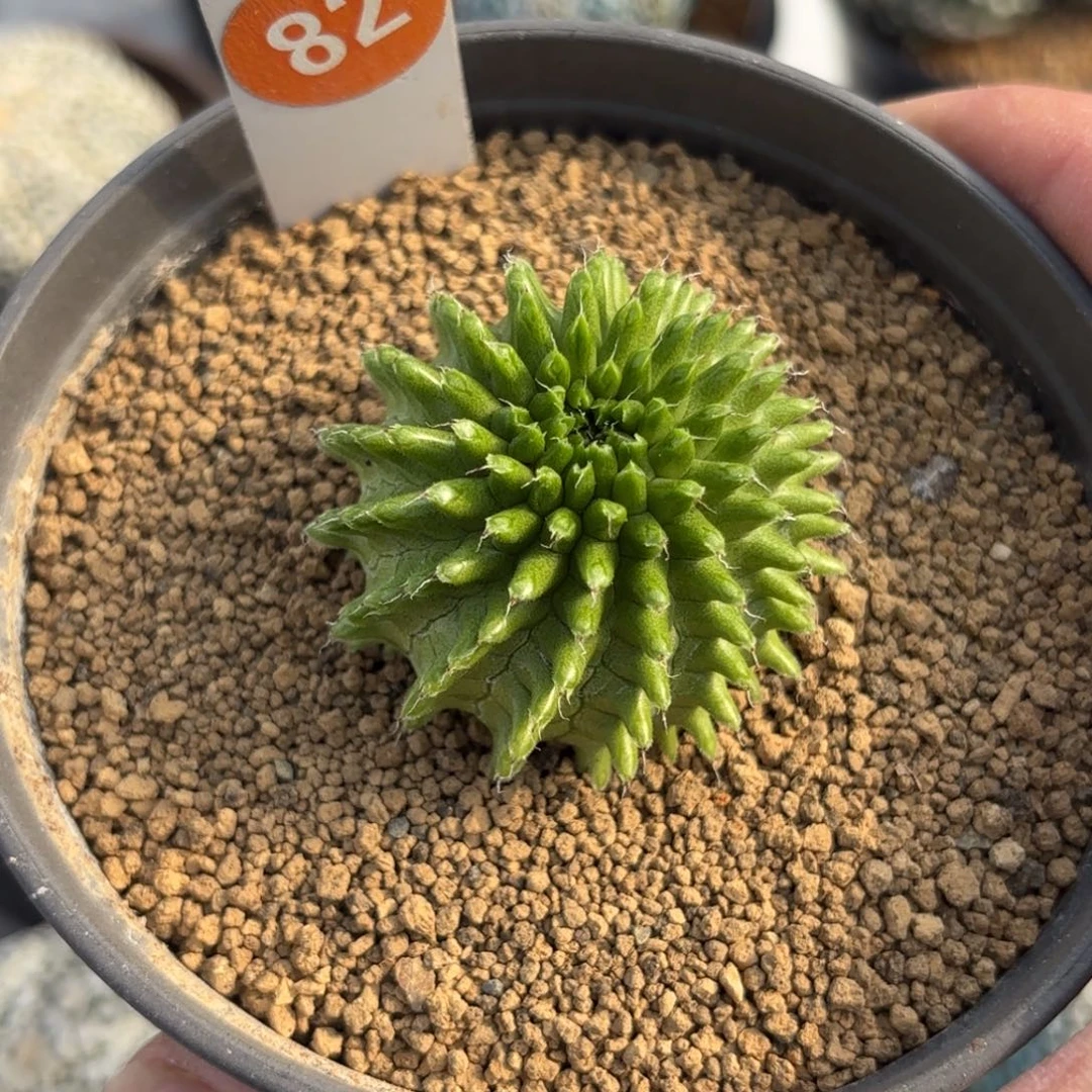 82实生海胆大戟带盆带土