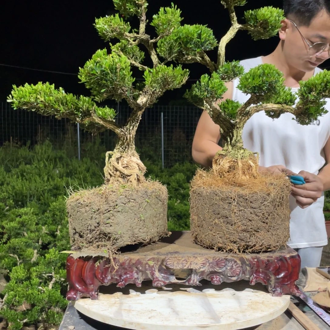 完全开放国***宝黄杨盆景