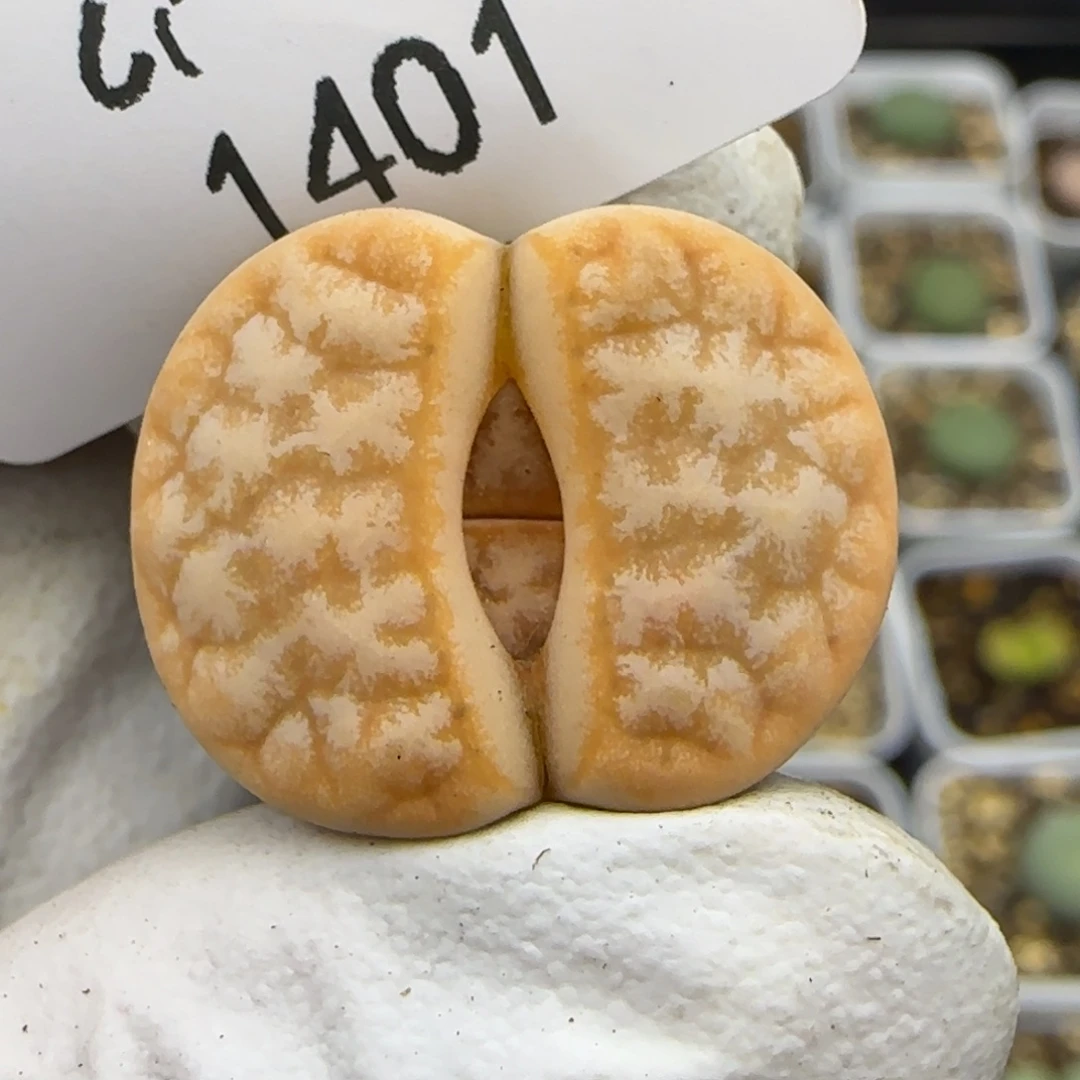 1401。默认脱土。18包邮。偏远88包邮