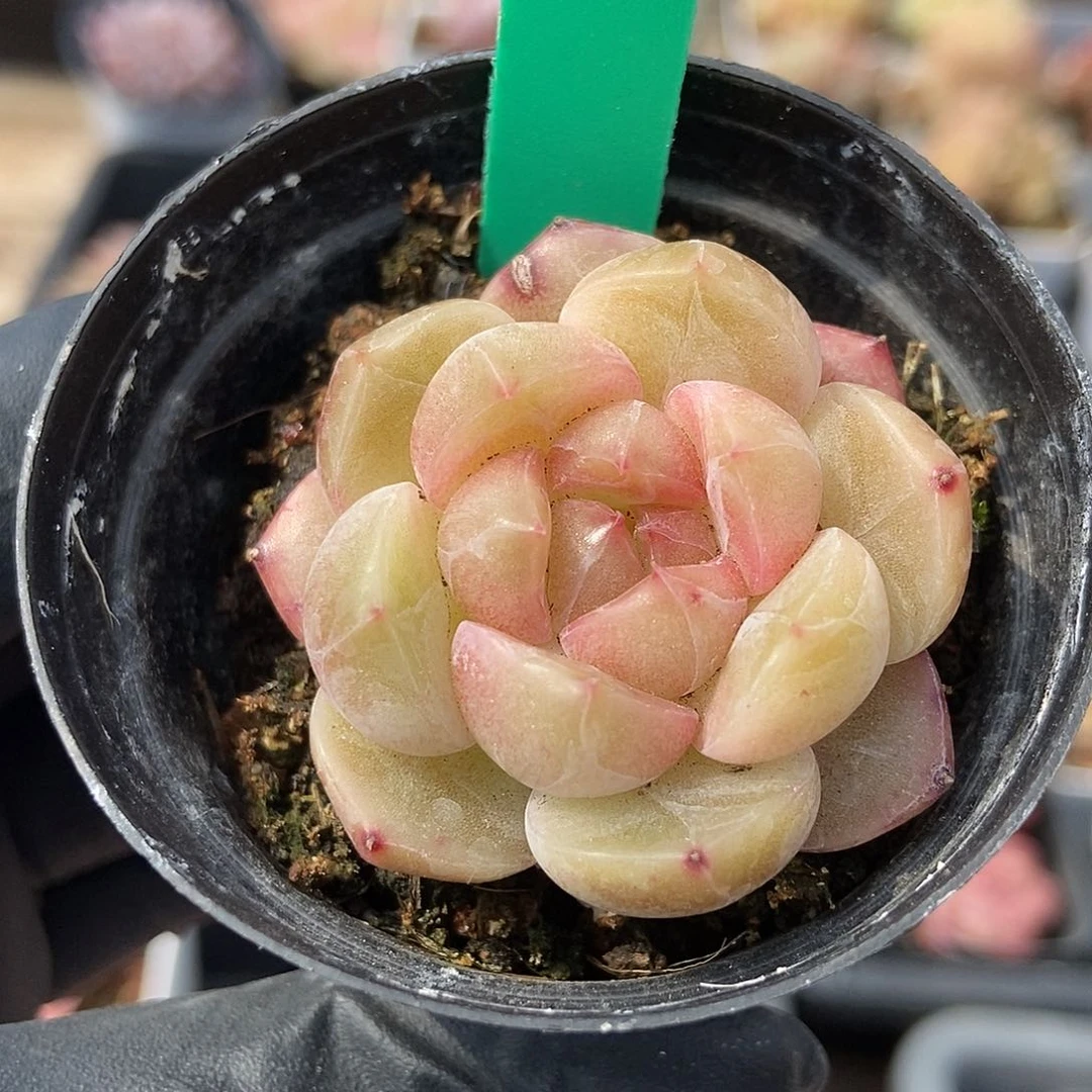 19 星宝精品多肉