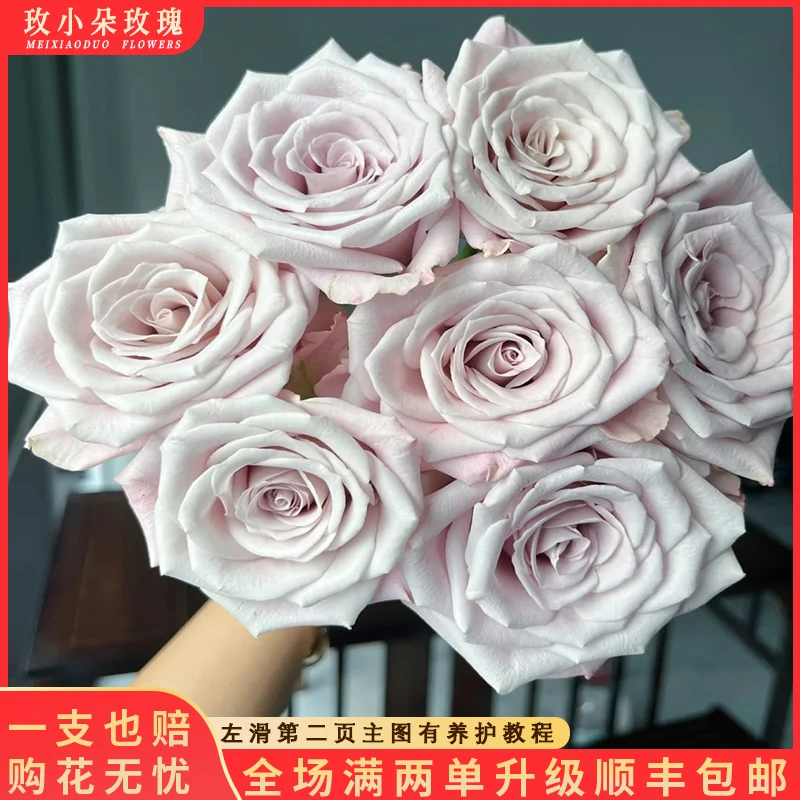 【北方玫小朵玫瑰&曼塔】花期持久 产地直发 一单韵达两单顺丰
