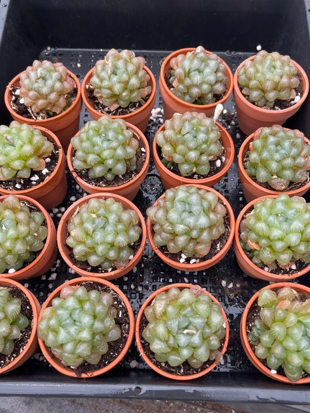 红陶盆玉露随机一盆 多肉植物