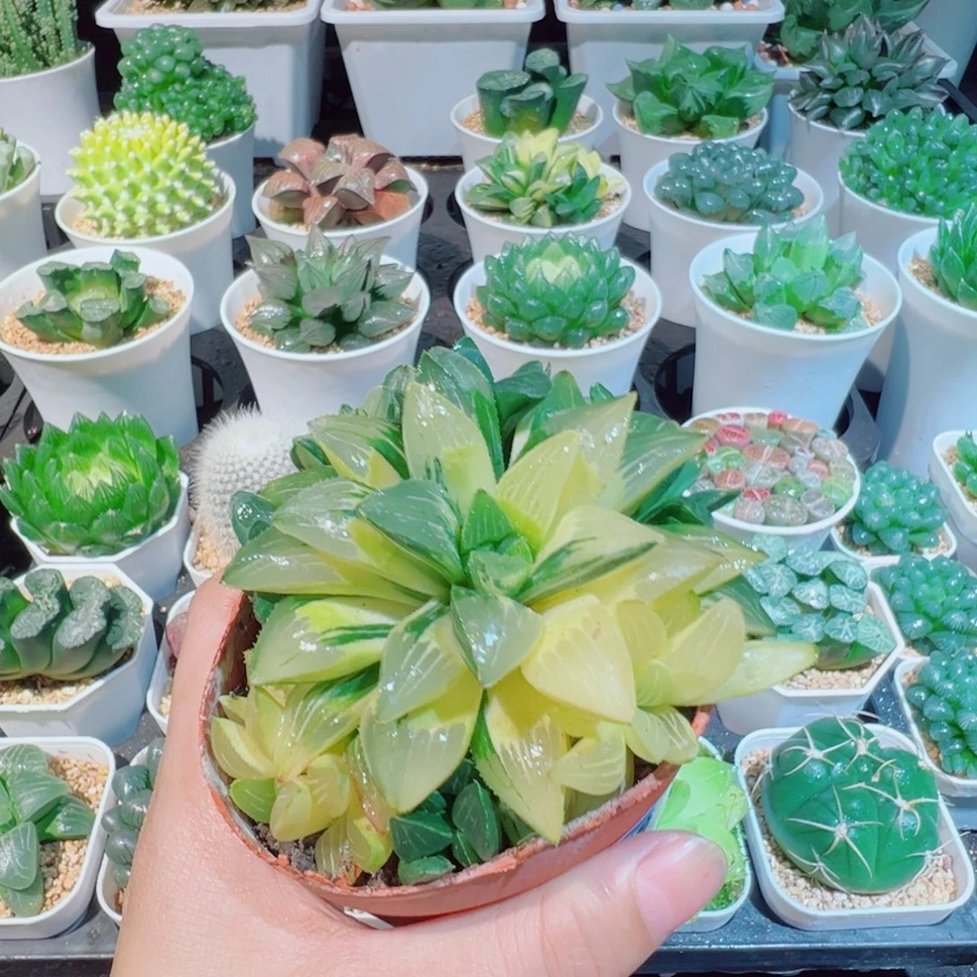 五***五姬寿锦多肉多肉88