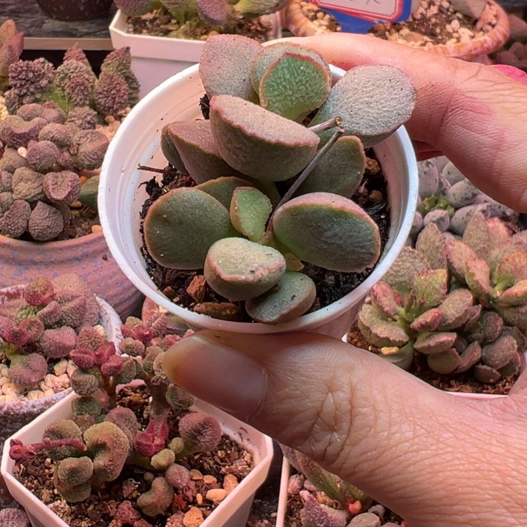 一物一拍，感谢支持