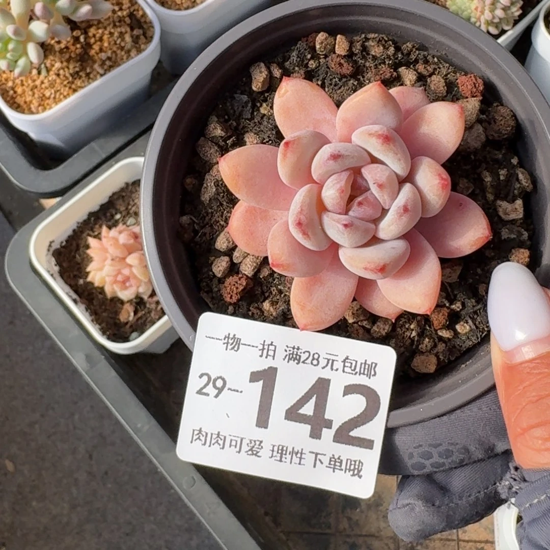 星星雪无盆土发货