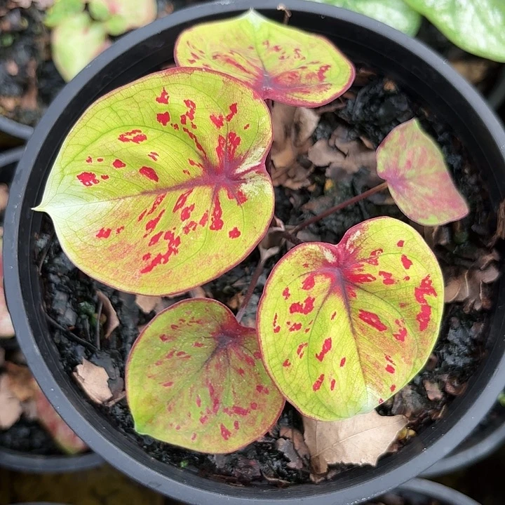 少***精3-1027变异魔广东