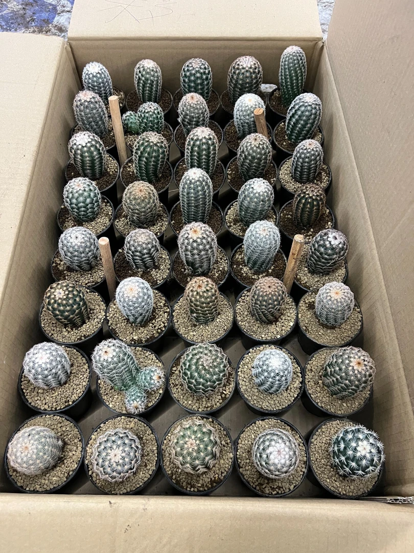 二妹园艺【 3棵  杂交虾   实生根 】 脱土随机发货