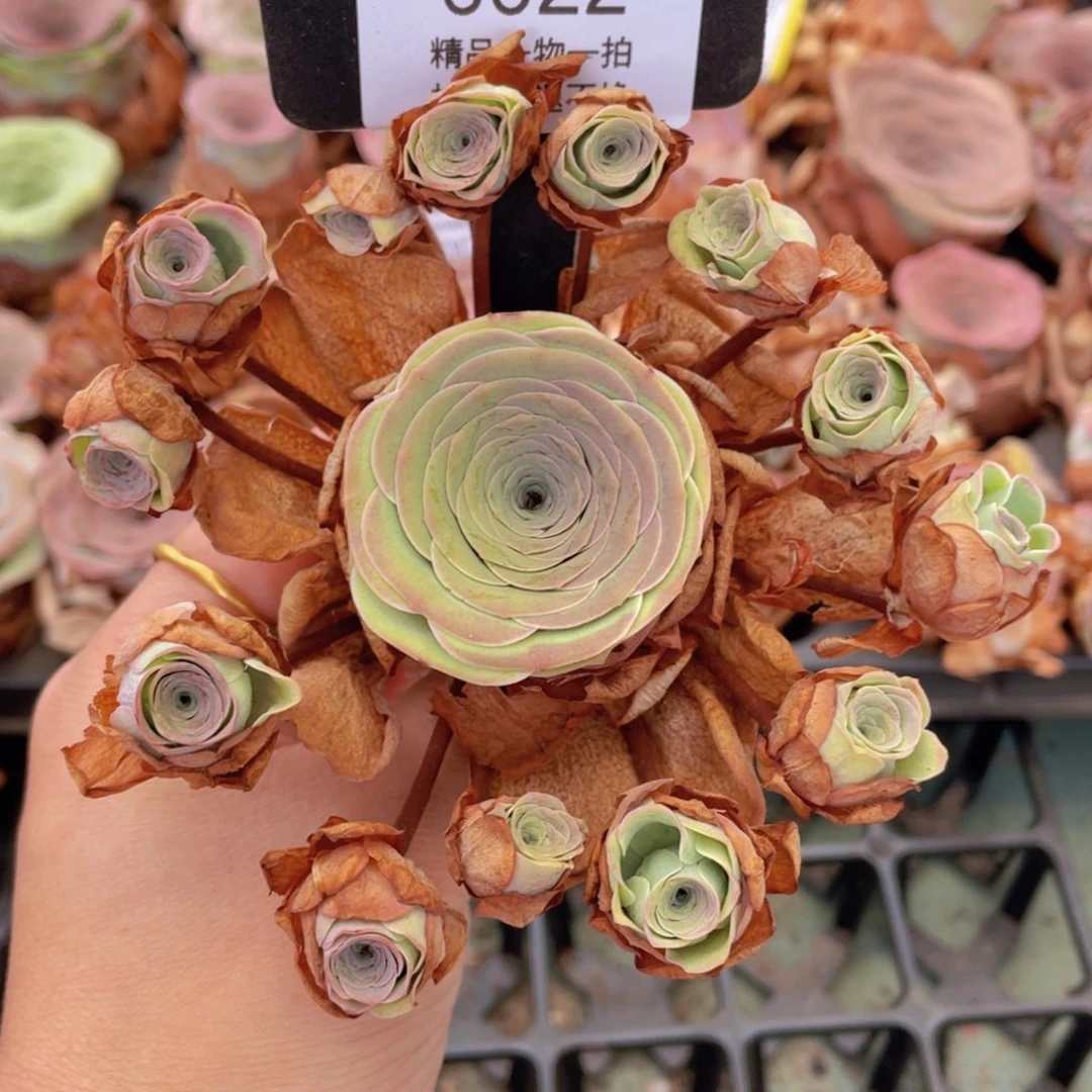 山地玫瑰0022裸根发货断枝不包损不售后