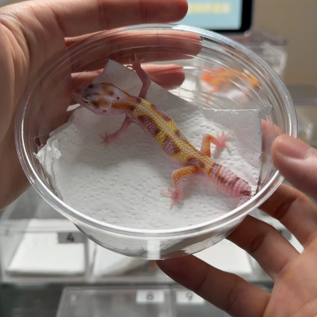 豹纹守宫豹纹守宫极光瑕疵