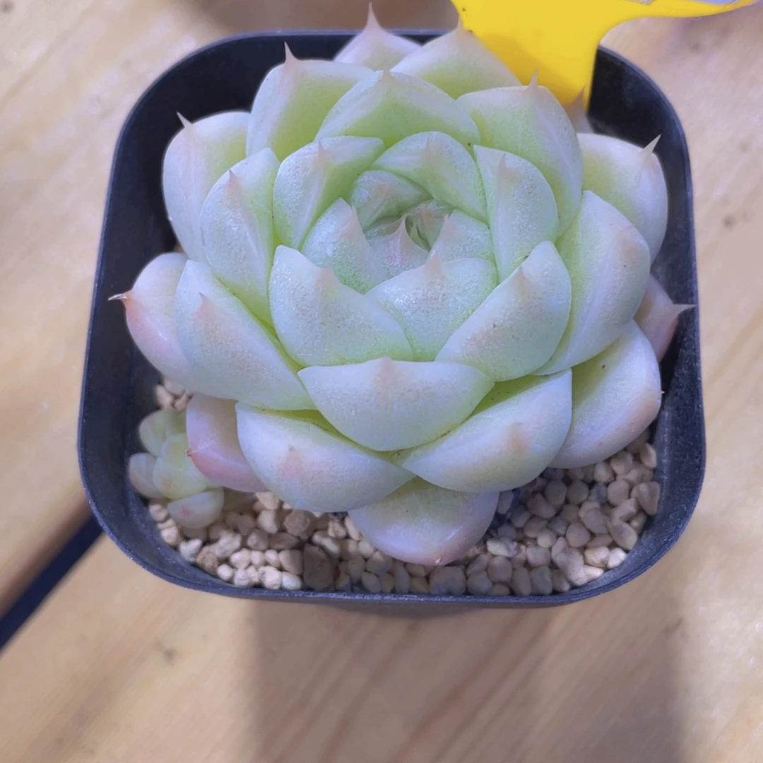 474号 睫毛白胖子麦秆