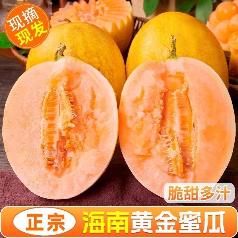 【产地直发】至爱黄金蜜瓜哈密瓜新鲜水果当季脆甜网纹香瓜黄金蜜瓜