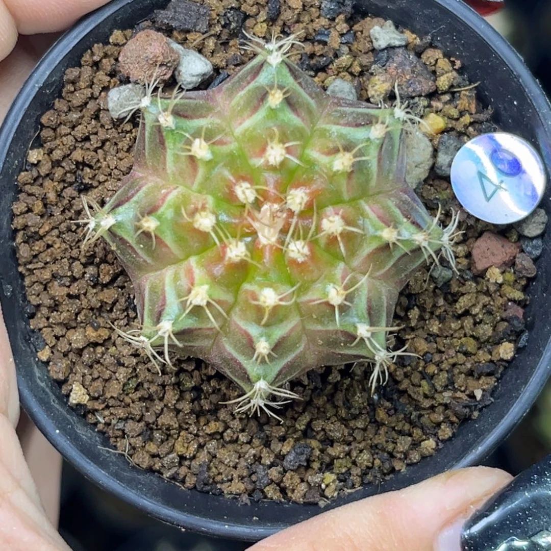 40 泰系轮回 带盆土发货