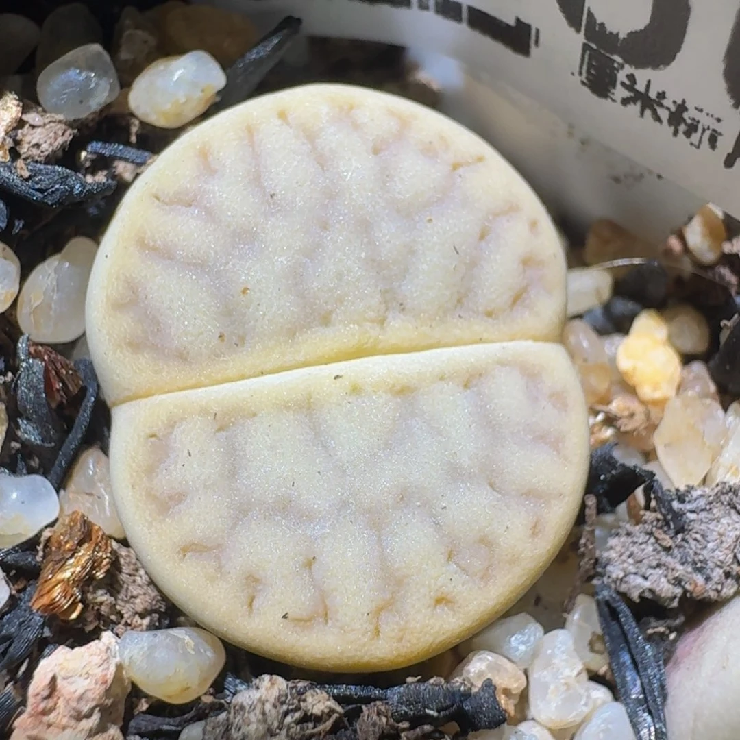 老板娘正在直播，3250