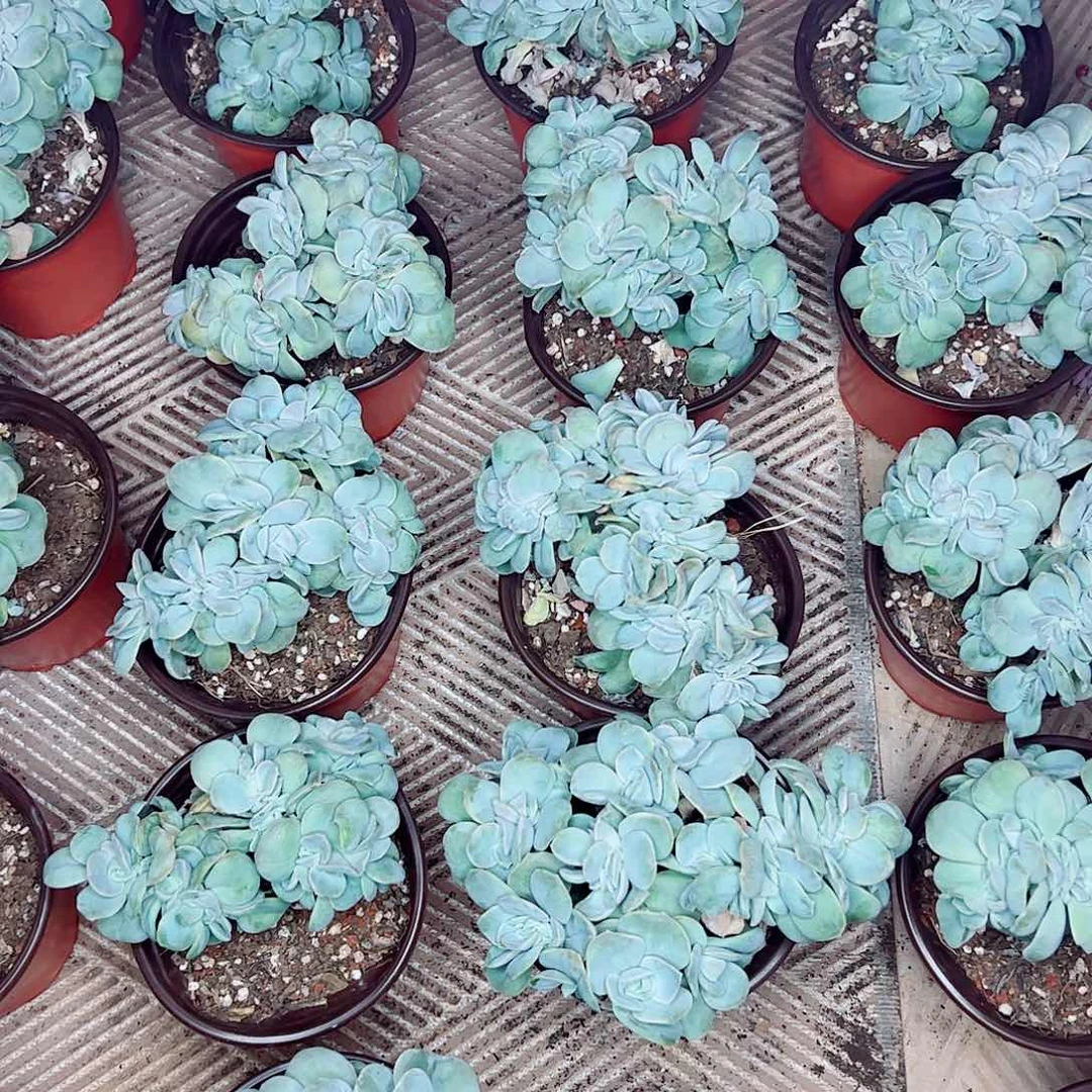可爱玫瑰缀化，一物一拍