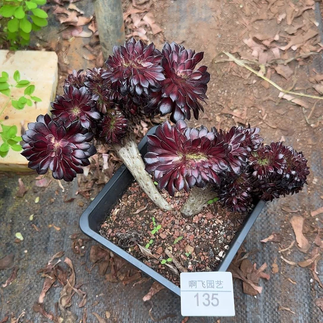 ****婷88888补发两颗缀法师