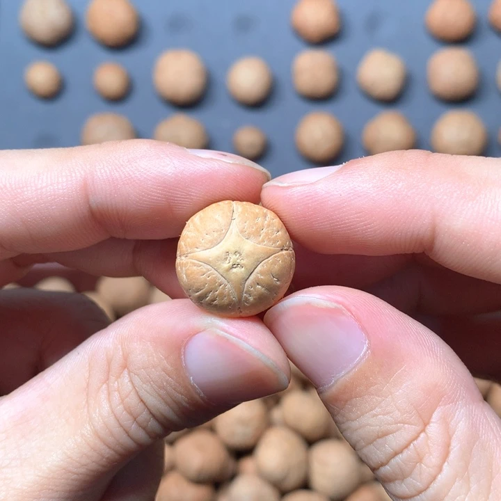 凤眼菩提吊坠清**竹17mn尼泊尔麒麟单籽，顶珠