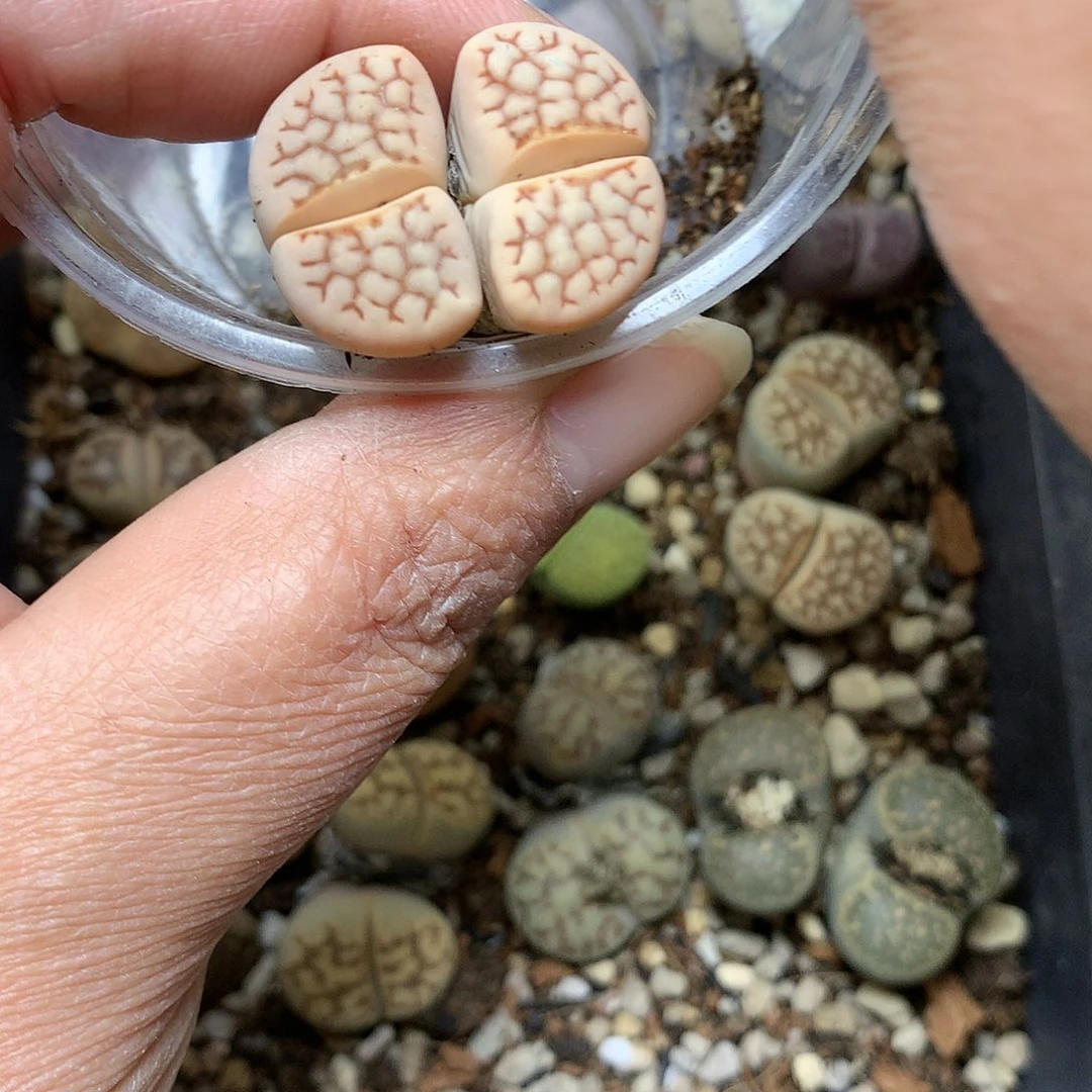 就*F76多肉植物保护