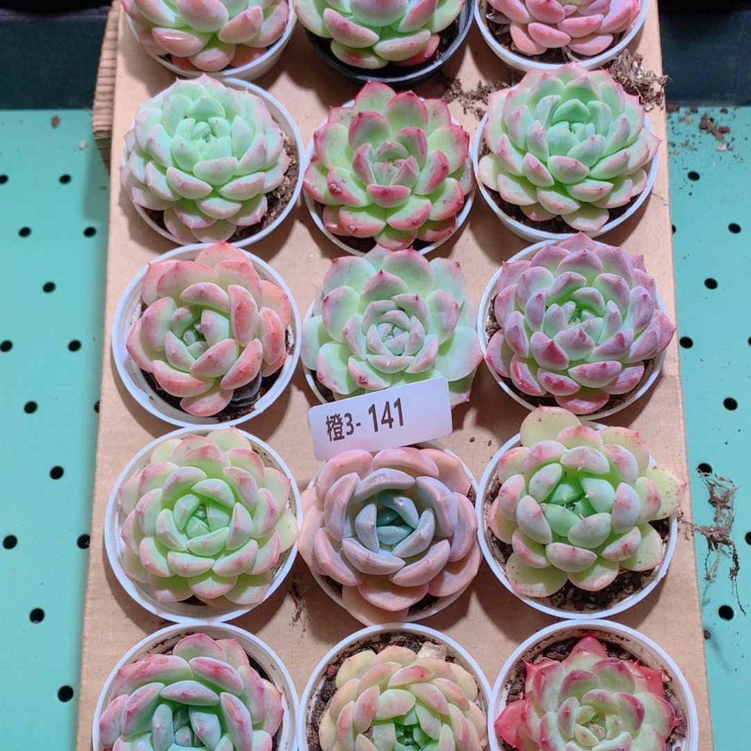 3-141一物一拍带盆18颗