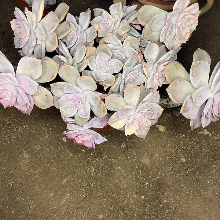 姜***莱紫乐锦群，一物一拍