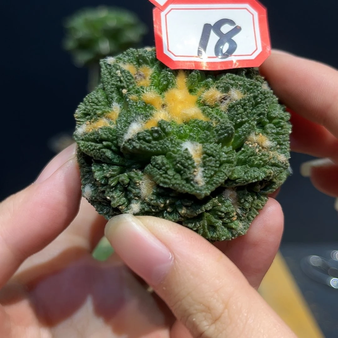 18号自根龟甲辛盾牡丹